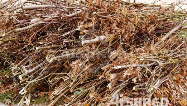 Trituratore bialbero per il trattamento di rifiuti verdi e biomassa